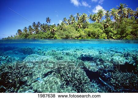 Stock Photo - Micronesia, Coral reef; Pohnpei. Fotosearch
