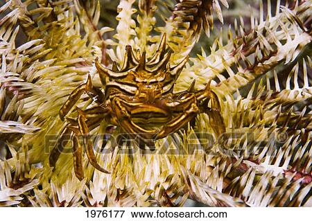 Micronesia, Crab On Crinoid; Yap View Large Photo Image Stock Photo - Micronesia, Crab On Crinoid; Yap. Fotosearch
