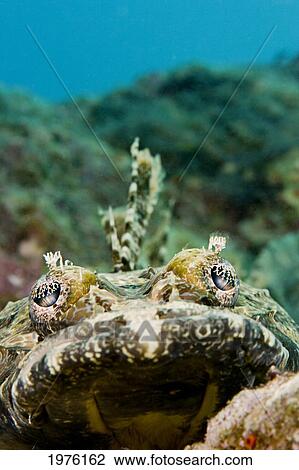 Stock Image - Micronesia, Crocodile Fish (Cymbacephalus Beauforti) Looking At Camera; Yap. Fotosearch