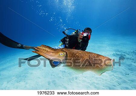 Micronesia, Diver With Camera Swims Near Common Cuttlefish; Palau View Large Photo Image Stock Image - Micronesia, Diver With Camera Swims Near Common Cuttlefish; Palau. Fotosearch