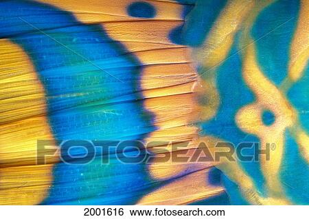 Stock Photograph - Micronesia, Extreme Close-Up Bicolor Parrotfish Tail Fin Scale Detail (Cetoscarus Bicolor). Fotosearch