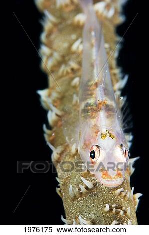 Stock Photography - Micronesia, Female Goby (Bryaninops Yongei) On Wire Coral (Cirrhipathes Anguina); Yap. Fotosearch