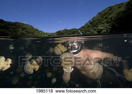 Stock Photo - Micronesia, Free-Diver amongst non-stinging and Moon Jellyfish of Palau's Jellyfish Lake; Palau. Fotosearch