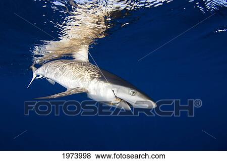 Micronesia, Gray Reef Shark (Carcharhinus Amblyrhynchos); Yap View Large Photo Image Stock Photo - Micronesia, Gray Reef Shark (Carcharhinus Amblyrhynchos); Yap. Fotosearch