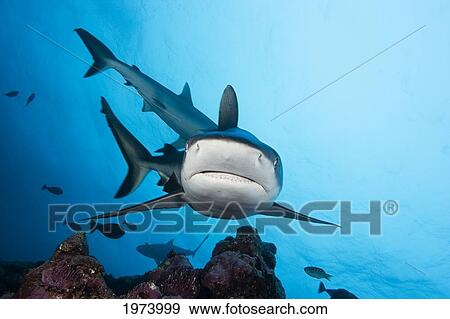 Stock Photo - Micronesia, Gray Reef Shark (Carcharhinus Amblyrhynchos); Yap. Fotosearch