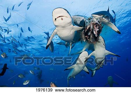 Micronesia, Gray Reef Shark (Carcharhinus Amblyrhynchos) Eating Bait; Yap View Large Photo Image Stock Photo - Micronesia, Gray Reef Shark (Carcharhinus Amblyrhynchos) Eating Bait; Yap. Fotosearch