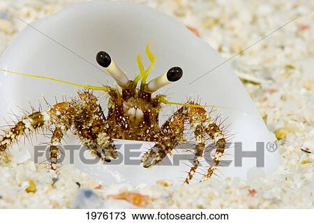 Stock Image - Micronesia, Hermit Crab On Seafloor Sand (Dardanus Lagopodes); Yap. Fotosearch