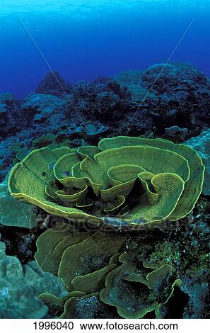 Stock Image - Micronesia, Lettuce Coral (Turbinaria Reniformis) In Reef Against Blue Ocean.. Fotosearch