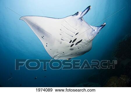 Micronesia, Manta Ray In Beautiful Turquoise Water; Yap View Large Photo Image Stock Photo - Micronesia, Manta Ray In Beautiful Turquoise Water; Yap. Fotosearch