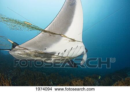 Picture - Micronesia, Manta Ray (Manta Birostris) Entangled In Fishermans Net; Yap. Fotosearch