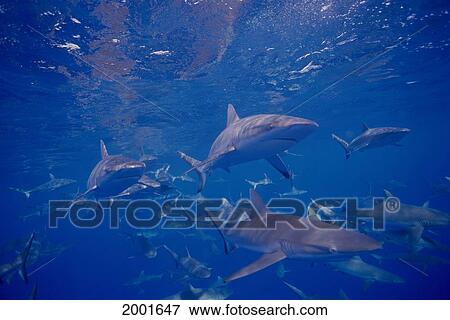 Stock Photo - Micronesia, Many Gray Reef Sharks In Blue Ocean (Carcharhinus Amblyrhynchos). Fotosearch