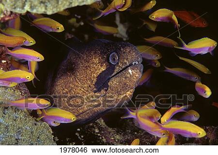 Stock Photograph - Micronesia, Masked Moray Eel (Gymnothorax Breedeni) and Anthias (Luzonichthys Waitei); Kosrae. Fotosearch