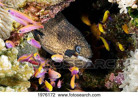 Stock Image - Micronesia, Moray Eel (Gymnothorax Breedeni) In Coral Reef Cave; Yap. Fotosearch