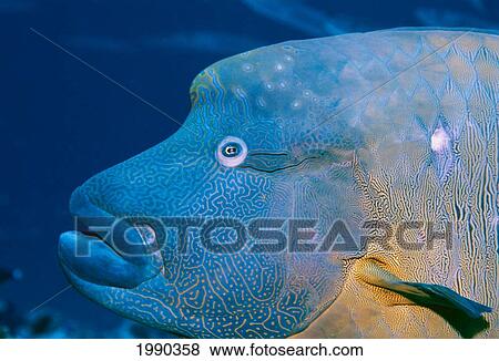 Micronesia, Napoleon Wrasse (Cheilinus Undulatus) Head Close-Up View Large Photo Image Stock Photo - Micronesia, Napoleon Wrasse (Cheilinus Undulatus) Head Close-Up. Fotosearch