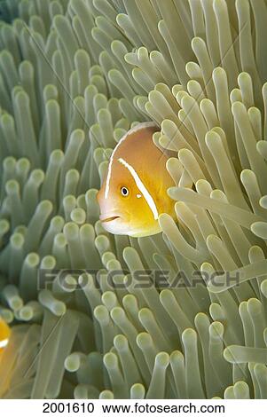 Micronesia, Orange-Fin Anemonefish (Amphiprion Chrysopterus) And Sea Anemone (Heteractis Crispa), Sunburst Blue Ocean View Large Photo Image Stock Image - Micronesia, Orange-Fin Anemonefish (Amphiprion Chrysopterus) And Sea Anemone (Heteractis Crispa), Sunburst Blue Ocean. Fotosearch