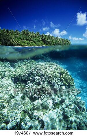 Micronesia, Over-Under View Of Hard Coral Reef And Ant Atoll; Pohnpei View Large Photo Image Stock Photo - Micronesia, Over-Under View Of Hard Coral Reef And Ant Atoll; Pohnpei. Fotosearch