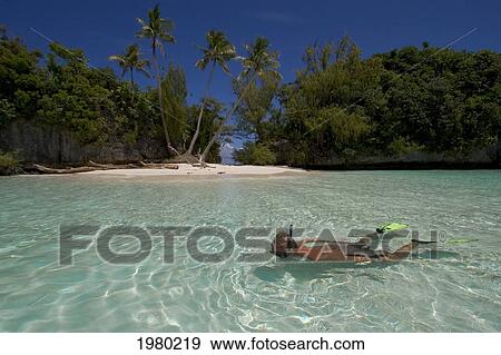 Micronesia, Palau, 3 Palm Beach, Man Snorkeling With Tropical In Crystal Clear Waters In Shallows Of A Tropical Island. View Large Photo Image Stock Photo - Micronesia, Palau, 3 Palm Beach, Man Snorkeling With Tropical In Crystal Clear Waters In Shallows Of A Tropical Island.. Fotosearch