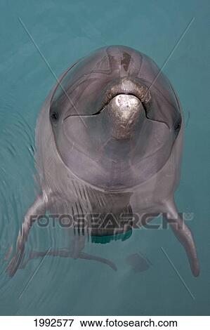 Stock Photo - Micronesia, Palau, Bottlenose Dolphin [Tursiops Truncatus] At The Surface Of Water. Fotosearch