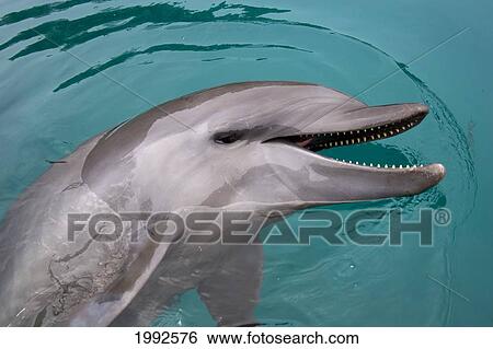 Stock Photograph - Micronesia, Palau, Bottlenose Dolphin [Tursiops Truncatus] At The Surface Of Water. Fotosearch