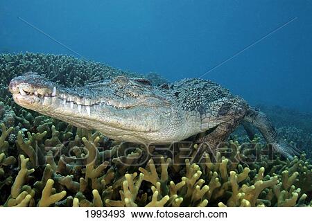 Stock Image - Micronesia, Palau, Captive Saltwater Crocodile [Crocodylus Porosus] On Coral Bed. Fotosearch