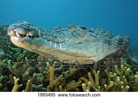Stock Photography - Micronesia, Palau, Captive Saltwater Crocodile [Crocodylus Porosus] On Coral Bed. Fotosearch