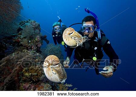 Micronesia, Palau, Chambered nautilus (Nautilus pompilius) and divers View Large Photo Image Stock Image - Micronesia, Palau, Chambered nautilus (Nautilus pompilius) and divers. Fotosearch