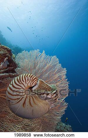 Stock Photo - Micronesia, Palau, Chambered Nautilus (Nautilus Pompilius) Floating Among Coral.. Fotosearch