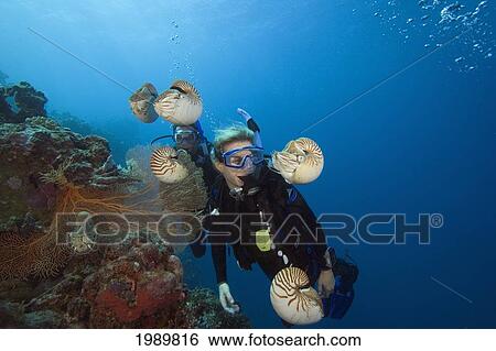 Stock Photograph - Micronesia, Palau, Chambered Nautilus (Nautilus Pompilius) Float Around Divers.. Fotosearch