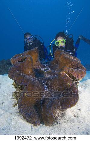 Stock Image - Micronesia, Palau, Clam City, Divers And Giant Tridacna Clam (Tridacna Gigas), Mantle Detail.. Fotosearch