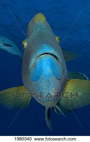 Micronesia, Palau, Close-Up Of A Large Napoleon Wrasse (Cheilnus Undulatus). View Large Photo Image Stock Image - Micronesia, Palau, Close-Up Of A Large Napoleon Wrasse (Cheilnus Undulatus).. Fotosearch
