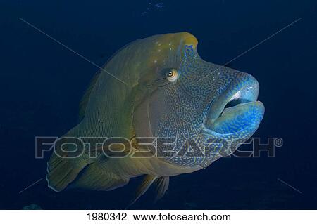 Stock Image - Micronesia, Palau, Close-Up Of A Large Napoleon Wrasse (Cheilnus Undulatus).. Fotosearch