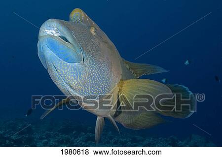 Stock Photo - Micronesia, Palau, Close-Up Of A Large Napoleon Wrasse (Cheilnus Undulatus).. Fotosearch