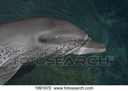 Stock Image - Micronesia, Palau, Closeup Of Atlantic Bottlenose Dolphin (Tursiops Truncatus) At Surface.. Fotosearch