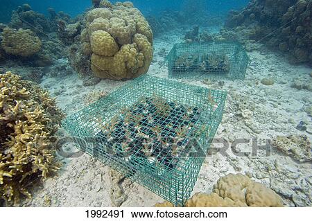 Stock Image - Micronesia, Palau, Coral Being Propagated On A Reef.. Fotosearch