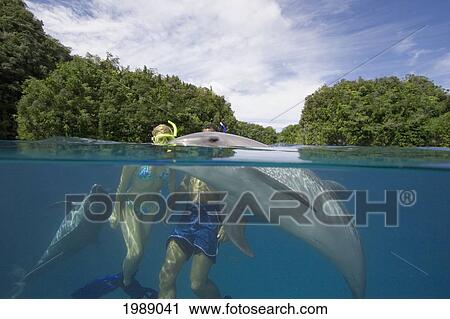 Stock Image - Micronesia, Palau, Couple Snorkelling With Bottlenose Dolphin (Tursiops Truncatus) Over/Under.. Fotosearch