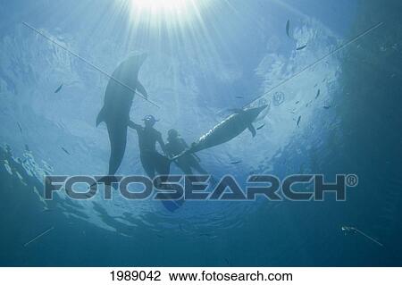 Stock Image - Micronesia, Palau, Couple Snorkelling With Bottlenose Dolphin (Tursiops Truncatus). Fotosearch