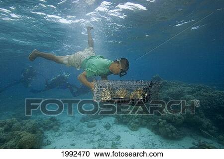 Stock Image - Micronesia, Palau, Diver Dropping Coral Being Propagated On A Reef.. Fotosearch