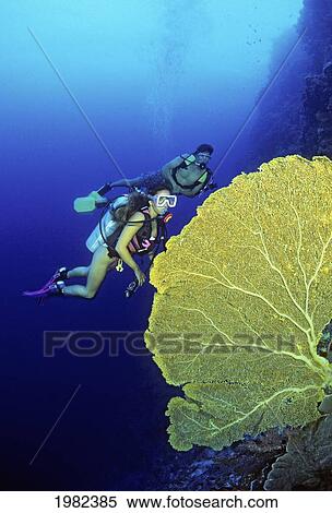Stock Photography - Micronesia, Palau, Divers and a huge yellow fan of gorgonian coral. Fotosearch