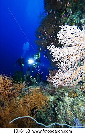 Micronesia, Palau, Divers Exploring Tropical Reef Scene. View Large Photo Image Stock Photo - Micronesia, Palau, Divers Exploring Tropical Reef Scene.. Fotosearch