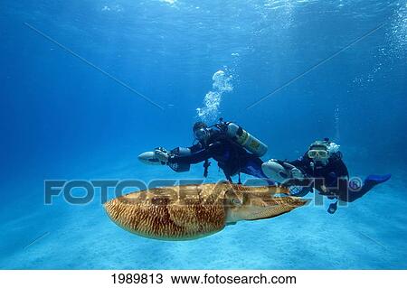Micronesia, Palau, Divers On Underwater Scooters Next To A Common Cuttlefish (Sepia Officinalis) View Large Photo Image Stock Image - Micronesia, Palau, Divers On Underwater Scooters Next To A Common Cuttlefish (Sepia Officinalis). Fotosearch