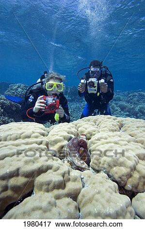 Stock Photo - Micronesia, Palau, Divers With Still And Video Cameras Photograph An Octopus (Octopus Cyanea) Hiding In The Coral.. Fotosearch