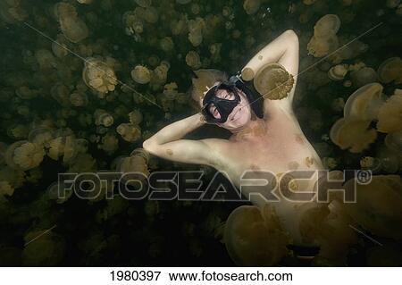 Stock Photo - Micronesia, Palau, Free-Diver Amongst The Non-Stinging And Moon Jellyfish Of Palau's Jellyfish Lake.. Fotosearch