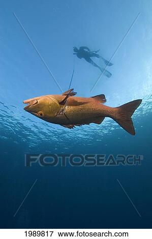 Micronesia, Palau, Freediver With A Speared Mangrove Jack (Lutjanus Argentimaculatus) View Large Photo Image Stock Photo - Micronesia, Palau, Freediver With A Speared Mangrove Jack (Lutjanus Argentimaculatus). Fotosearch