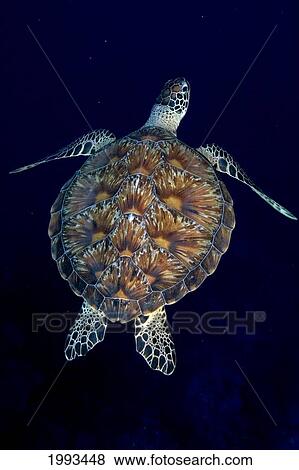 Stock Photo - Micronesia, Palau, Green Sea Turtle (Chelonia Mydas) Detail Of Shell Contrasts In Dark Blue Water. Fotosearch
