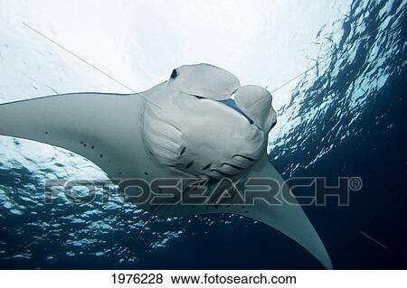Stock Photo - Micronesia, Palau, Manta Ray (Manta Birostris) Near Ocean Surface.. Fotosearch