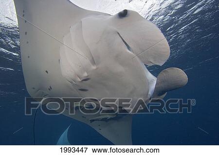 Micronesia, Palau, Manta Ray (Manta Birostris) With Remora. View Large Photo Image Stock Photo - Micronesia, Palau, Manta Ray (Manta Birostris) With Remora.. Fotosearch