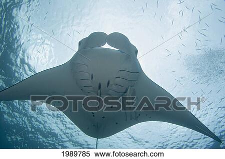 Stock Photography - Micronesia, Palau, Manta Ray (Manta Birostris) With Remora.. Fotosearch