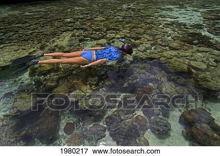 Micronesia, Palau, Rock Island, Woman Snorkels Over Pristine Coral Gardens. View Large Photo Image Stock Photo - Micronesia, Palau, Rock Island, Woman Snorkels Over Pristine Coral Gardens.. Fotosearch