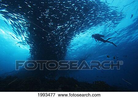 Stock Photo - Micronesia, Palau, Scuba Diver With Schooling Bigeye Jacks (Caranx Sexfasciatus). Fotosearch