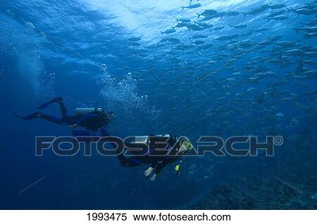 Stock Photography - Micronesia, Palau, Scuba Divers With Schooling Bigeye Jacks (Caranx Sexfasciatus). Fotosearch